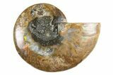 Cut & Polished Ammonite Fossil (Half) - Madagascar #345973-1